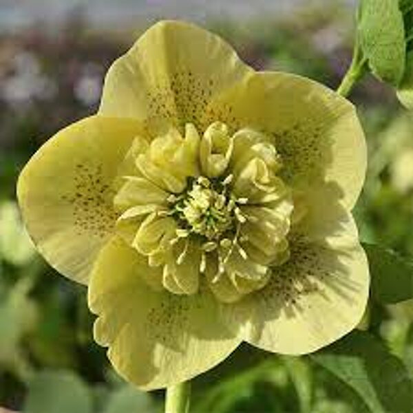 № 72 Anemone Yellow Spotted