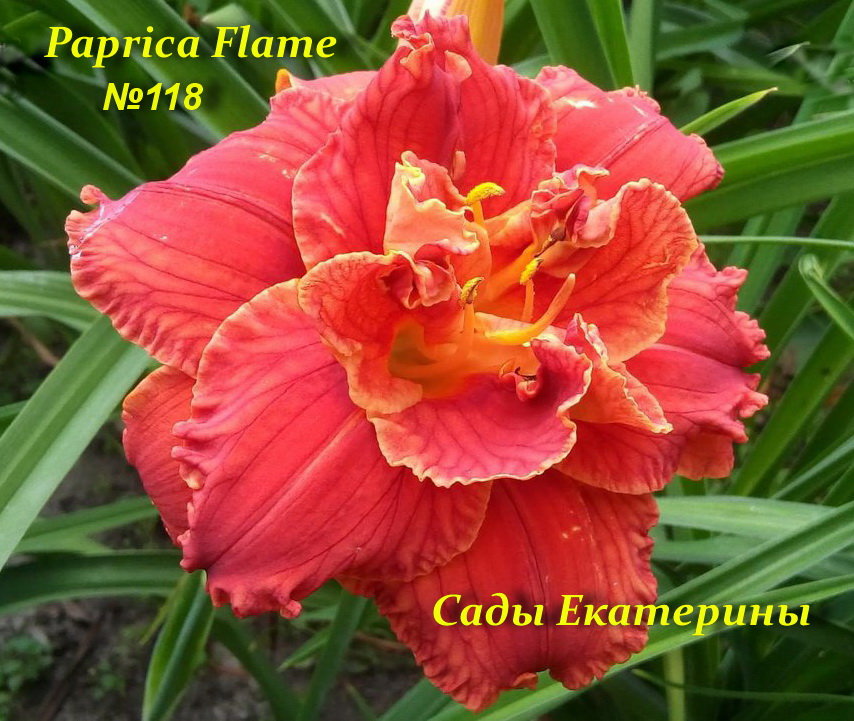 №118 Paprika Flame ( Паприка Флейм)